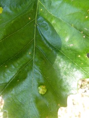 Aceria querci