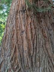 Sequoioideae