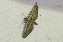 Eupithecia longidens