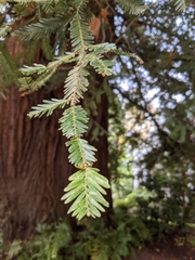 Sequoioideae