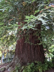 Sequoioideae