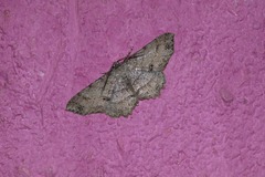 Melanolophia canadaria crama