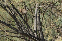 Troglodytes aedon