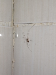 Micropholcus fauroti