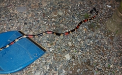 Micrurus surinamensis