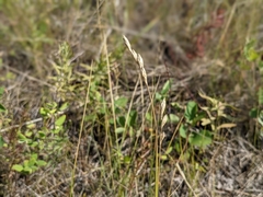 Carex xerantica