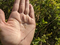 Carex xerantica