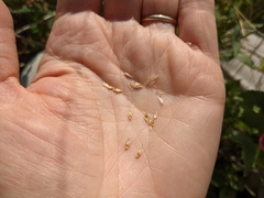 Carex xerantica