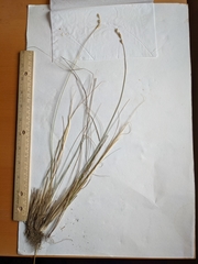 Carex xerantica