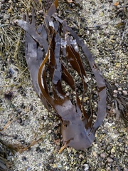 Laminaria digitata