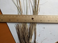 Carex xerantica