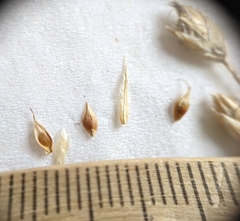 Carex xerantica