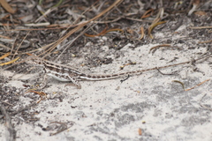 Ctenophorus maculatus dualis