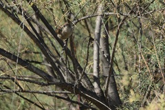 Troglodytes aedon