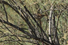 Troglodytes aedon