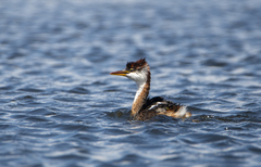 Rollandia microptera