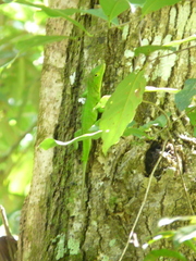 Anolis garmani