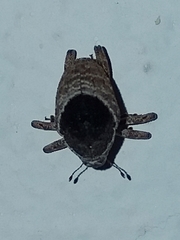 Eubulus triangularis