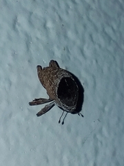 Eubulus triangularis