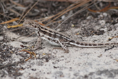 Ctenophorus maculatus dualis