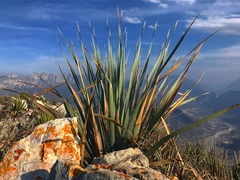 Dasylirion berlandieri