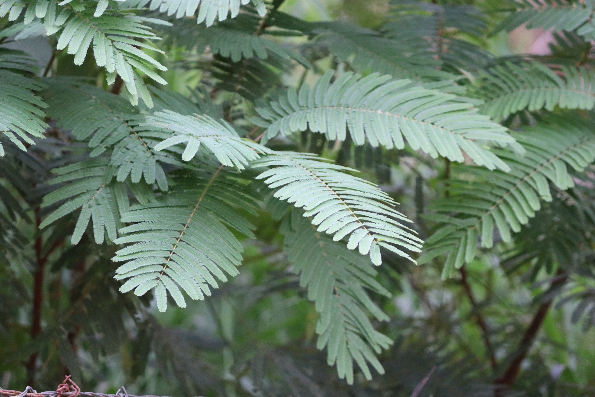 Delonix regia