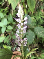 Collinsonia macrobracteata