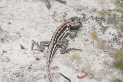 Ctenophorus maculatus dualis