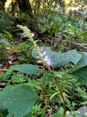 Collinsonia macrobracteata