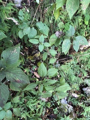 Collinsonia macrobracteata