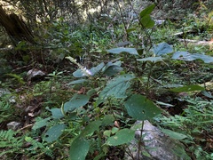 Collinsonia macrobracteata