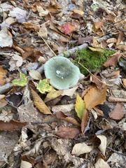 Russula subgraminicolor