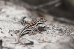 Ctenophorus maculatus dualis