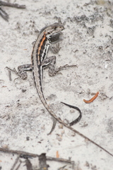 Ctenophorus maculatus dualis