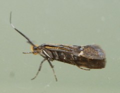 Esperia sulphurella