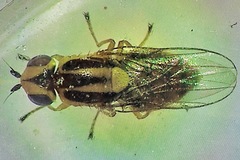 Chlorops sulphureus