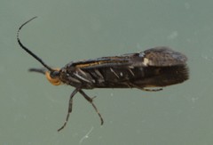 Esperia sulphurella