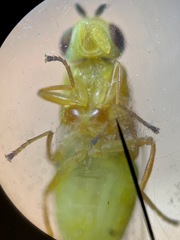 Chlorops sulphureus