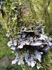 Pseudocyphellaria dissimilis
