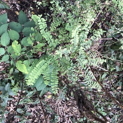 Adiantum pedatum