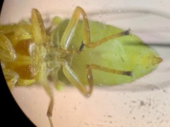 Chlorops sulphureus
