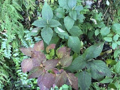 Collinsonia macrobracteata