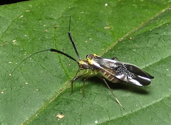 Dictyopsocus pennicornis
