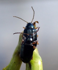 Lysathia ludoviciana