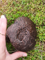 Calvatia fragilis