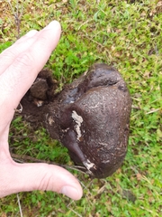 Calvatia fragilis