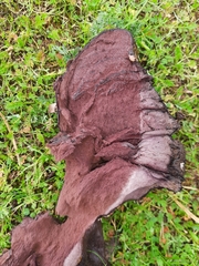 Calvatia fragilis