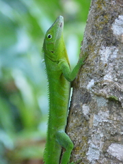 Anolis garmani