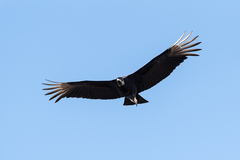 Coragyps atratus