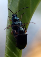 Lysathia ludoviciana